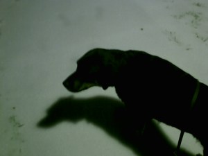 Joey in the snow making shadows.